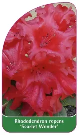 etykieta-szkolkarska-rhododendron-repens-scarlet-wonder-standard