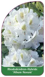 etykieta-szkolkarska-rhododendron-album-novum-a