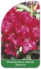 etykieta-szkolkarska-rhododendron-america-a