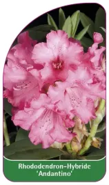 etykieta-szkolkarska-rhododendron-andantino