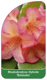 etykieta-szkolkarska-rhododendron-balalaika