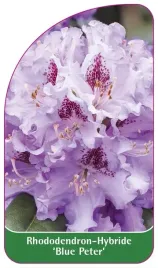 etykieta-szkolkarska-rhododendron-blue-peter-a