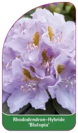 etykieta-szkolkarska-rhododendron-blutopia