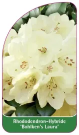 etykieta-szkolkarska-rhododendron-bohlken-s-laura