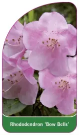 etykieta-szkolkarska-rhododendron-bow-bells