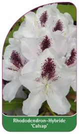 etykieta-szkolkarska-rhododendron-calsap