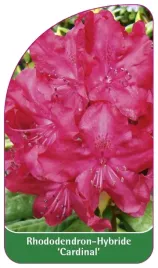 etykieta-szkolkarska-rhododendron-cardinal