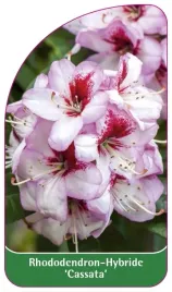 etykieta-szkolkarska-rhododendron-cassata