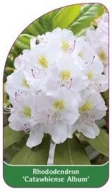 etykieta-szkolkarska-rhododendron-catawbiense-album