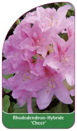 etykieta-szkolkarska-rhododendron-cheer