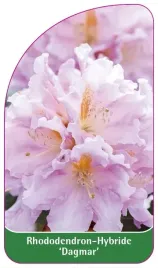 etykieta-szkolkarska-rhododendron-dagmar