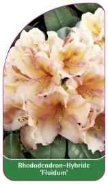 etykieta-szkolkarska-rhododendron-fluidum