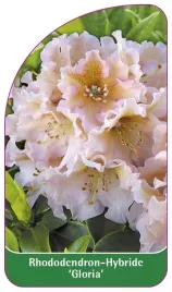 etykieta-szkolkarska-rhododendron-gloria