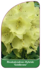 etykieta-szkolkarska-rhododendron-goldkrone