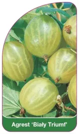 etykieta-szkolkarska-agrest-bialy-triumf