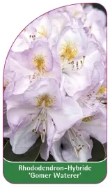 etykieta-szkolkarska-rhododendron-gomer-waterer