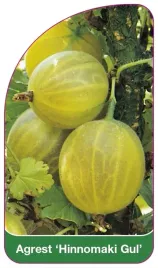 etykieta-szkolkarska-agrest-hinnomaki-gul