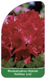 etykieta-szkolkarska-rhododendron-halfdan-lem