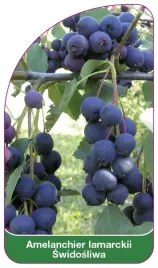 etykieta-szkolkarska-amelanchier-lamarckii-swidosliwa