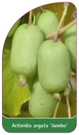 etykieta-szkolkarska-actinidia-arguta-jumbo