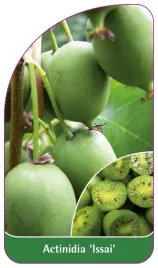 etykieta-szkolkarska-actinidia-issai-a