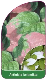 etykieta-szkolkarska-actinidia-kolomikta-b