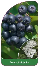 etykieta-szkolkarska-aronia-galicjanka