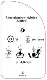 etykieta-szkolkarska-rhododendron-junifee-stan-nowy