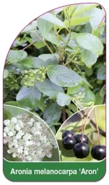 etykieta-szkolkarska-aronia-melanocarpa-aron