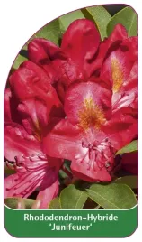 etykieta-szkolkarska-rhododendron-junifeuer
