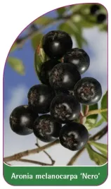 etykieta-szkolkarska-aronia-melanocarpa-nero-a