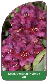 etykieta-szkolkarska-rhododendron-kali
