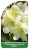 etykieta-szkolkarska-rhododendron-karibia