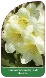 etykieta-szkolkarska-rhododendron-karibia