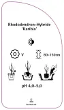 etykieta-szkolkarska-rhododendron-karibia-stan-nowy