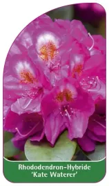 etykieta-szkolkarska-rhododendron-kate-waterer