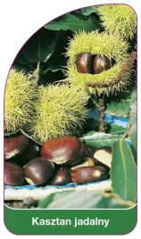 etykieta-szkolkarska-kasztan-jadalny