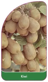 etykieta-szkolkarska-kiwi-d