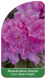 etykieta-szkolkarska-rhododendron-lee-s-dark-purple