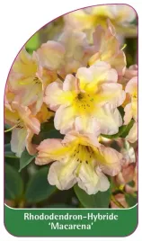 etykieta-szkolkarska-rhododendron-macarena