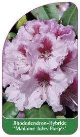 etykieta-szkolkarska-rhododendron-madame-jules-porges