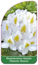 etykieta-szkolkarska-rhododendron-madame-masson