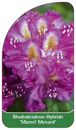 etykieta-szkolkarska-rhododendron-marcel-menard-a