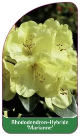 etykieta-szkolkarska-rhododendron-marianne