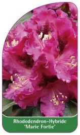 etykieta-szkolkarska-rhododendron-marie-fortie