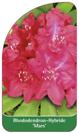 etykieta-szkolkarska-rhododendron-mars