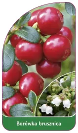 etykieta-szkolkarska-borowka-brusznica-vaccinium-vitis-idaea