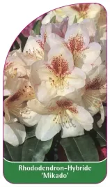 etykieta-szkolkarska-rhododendron-mikado