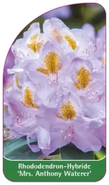etykieta-szkolkarska-rhododendron-mrs-anthony-waterer