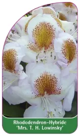 etykieta-szkolkarska-rhododendron-mrs-t-h-lowinsky